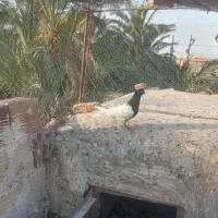 کله ای|پرنده|بم, |دیوار
