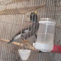 مرغ مینا