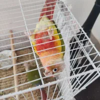 یک جفت گرینچیگ مولد و صحبتی|پرنده|کاشمر, |دیوار