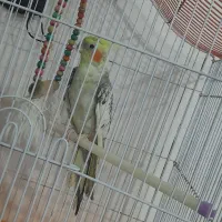 عروس هلندی