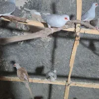 کبوتر خانگی