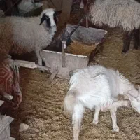 بره و کره دونه ای 12ملیون