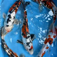 ماهی کوی با کیفیت و نژاددار با تنوع رنگ