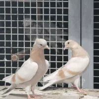 جوجه کفتر گرو پرش فوق سنگین
