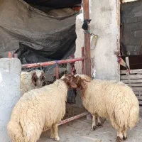 دو عدد بره قوچ زرد|حیوانات مزرعه|دره شهر, |دیوار