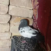 کبوتر سینه|پرنده|شیراز, ظفرآباد|دیوار