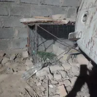 دو عدد قفس