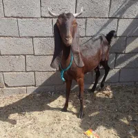 یک عددبز|حیوانات مزرعه|بردسکن, |دیوار