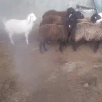 گوسفند