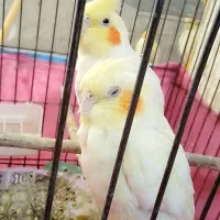 عروس هلندی|پرنده|صائین قلعه, |دیوار