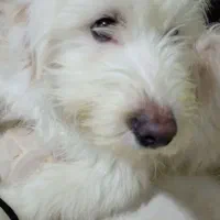 جابه جایی خونه