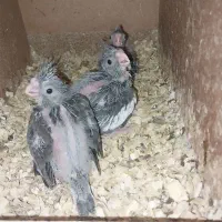 عروس هلندی جوجه سرلاکی|پرنده|آق قلا, |دیوار