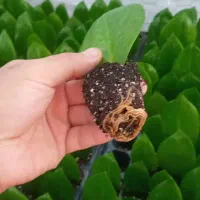 فروش ویژه برگ زاموفیلیا سبز