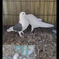 کفتر روکتی و سفید|پرنده|خمینی‌شهر, |دیوار