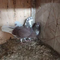 کبوتر پرشی تعداد