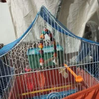 مرغ عشق|پرنده|تهران, هرندی|دیوار