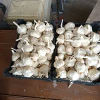 سیر همدان با گونی 110