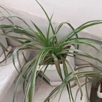 فروش گل خونگی و درختچه یوکا به علت جابجایی منزل