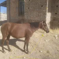 اسب