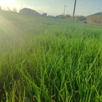 اجاره-یک-هکتار-پیاز-قرمز-کوهچنار