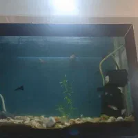 باسلام ماهی گوپی همه نژاد|ماهی|خرم‌آباد, |دیوار