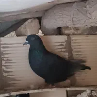 زاغ تهرانی