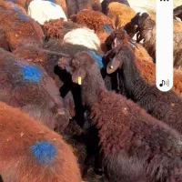 ۸۰عدد گوسفند قزل افشار جوان آبستن یکدست|حیوانات مزرعه|سلماس, |دیوار
