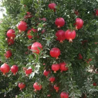 نهال بادام طلایی آذرشکوفه برداشت سریع و سود عـالی|خدمات باغبانی و درختکاری|مریوان, |دیوار