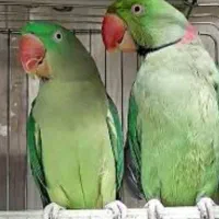 کاسکو ارا شاه طوطی ملنگو ارا راهب|پرنده|شیراز, تندگویان|دیوار