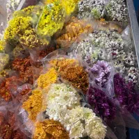 حراج واقعی گل داوودی فقط بسته ای۸۰تومان
