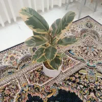 فیکوس و آگلونما برفی