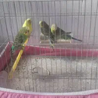 فروش یک جفت مرغ عشق|پرنده|آباده, |دیوار