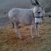 الاغ|حیوانات مزرعه|اسلام‌‌آباد غرب, |دیوار