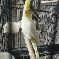 عروس هلندی ماده
