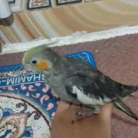 عروس پاریس|پرنده|سوسنگرد, |دیوار