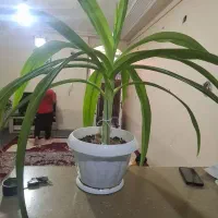 گل ذرتی|گل و گیاه طبیعی|شیراز, نصرآباد|دیوار