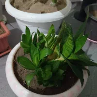 گل دیفن باخیا و سانسوریا پا کوتاه