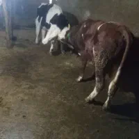 گوساله ی سیمنتال|حیوانات مزرعه|سنندج, |دیوار