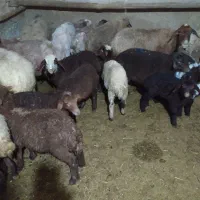 میش و بره پیر