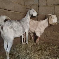 نری کهره نرو گیسه وبززاییده|حیوانات مزرعه|بم, |دیوار