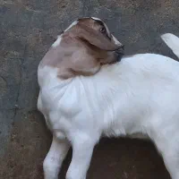 فروش عدد حیوان سومال|حیوانات مزرعه|کوخرد هرنگ, |دیوار