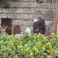 یاس و شمشاد و یوکا|گل و گیاه طبیعی|تنکابن, |دیوار