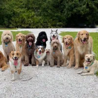 داگ‌واکر و نگهداری از سگ و حیوانات خانگی