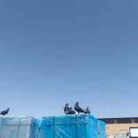 معاوضه کفتر با عروس هلندی