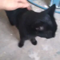 گربه نر خونگی|گربه|کارون, |دیوار