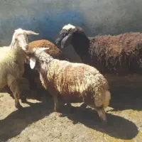 ۷ عددشیشک هفت عدد بره دو تا از میش ها هم آبستن