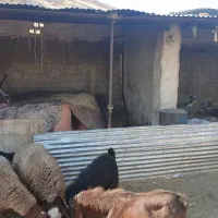 فروش گلدونی  ودامداری بزرگ موقعیت عالی