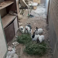 خرگوش ۹تا|موش و خرگوش|شراء, |دیوار