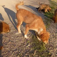 سگ نژادسالوکی چوله گیرسرعتی