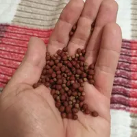 غذای ماهی|ماهی|کرج, جهان‌شهر|دیوار